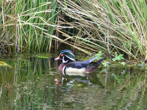 A colorful male wood duck in breeding plumage swims in a wetland in Neah Bay 