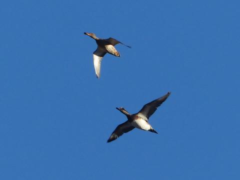 A Northern Shoveler is shown flying at about 11 o'clock and an American Wigeon is flying at about 5 o'clock