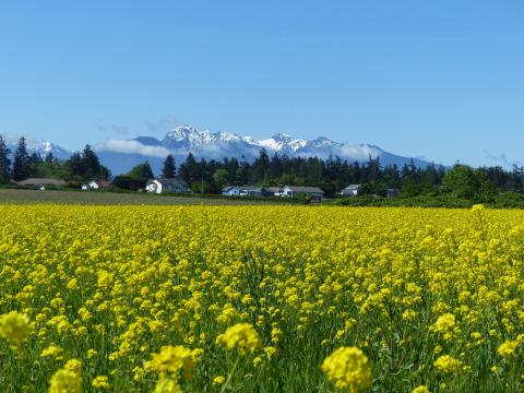 Dungeness fallow field full of blooming yellow mustard flowers with the Olympic Mountains in the background