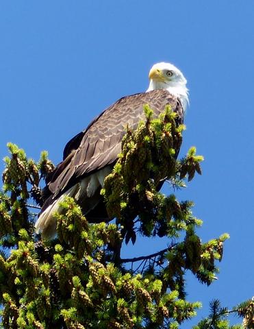 An adult Bald Eagle looks over its back as it perches on a conifer branch against blue sky