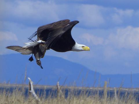 Adult Bald Eagle flying with a male Northern Pintail in its talons