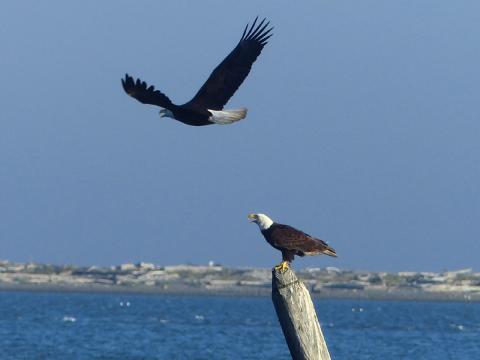 Two Bald Eagles pictured, one flying and one perched looking in Dungeness Bay towards the Spit