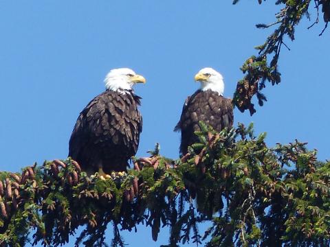 Pair of adult Bald Eagles, the female is roughly a third larger than the male and appears to be on the left on the conifer branch