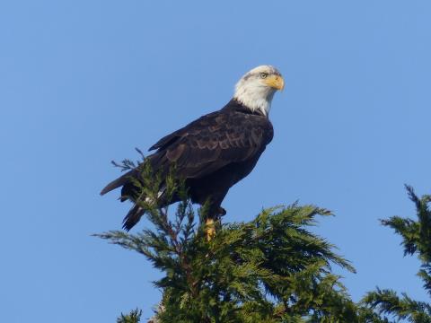 An immature Bald Eagle that almost has a full white head but still has a line of black through the eye and is missing a white tail is pictured perched on a conifer