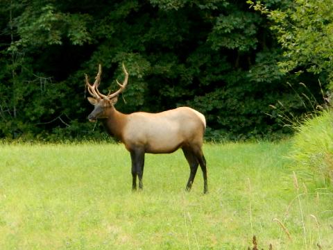 An male Roosevelt Elk with antlers stands in a meadow in the Elwha River watershed