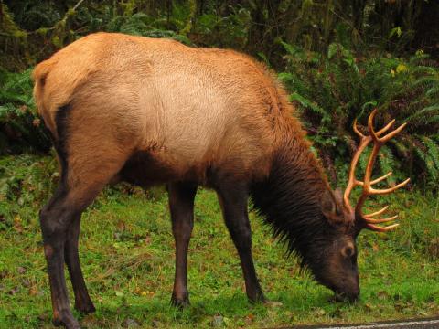 A large male bull elk with antlers grazes next to the side of the road