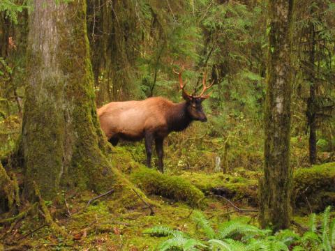 Bull Roosevelt Elk with antlers behind an ancient tree in the Hoh Rainforest