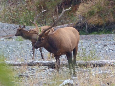 Bull Roosevelt Elk with huge antlers and a calf behind him on a Hoh River cobble bar