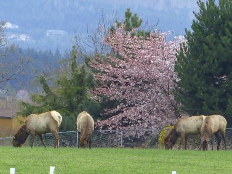 Four Roosevelt Elk grazing in a field with a flowering tree in the background