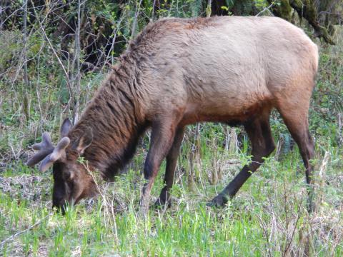 A male elk with velvet on his growing antlers is grazing in a grassy area