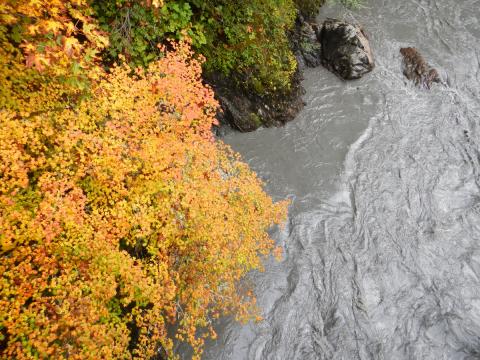 A gray sediment filled Elwha River contrasts with a colorful Vine Maple as seen from a bridge