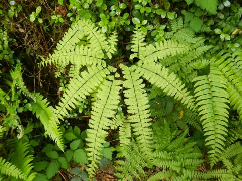  A beautiful Maidenhair Fern is shown with its circular layout of delicate fronds on a black stalk