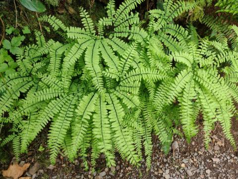 A clump of Maindenhair Fern growing out of a seep by the side of a trail 