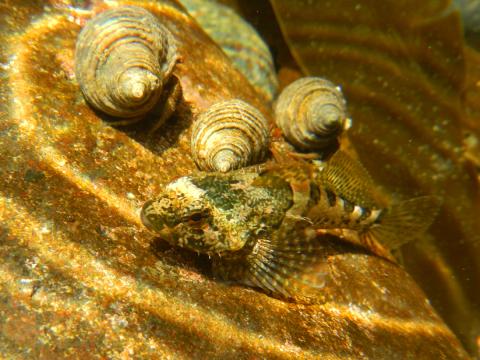 The Tidepool Sculpin fish is shown camouflaged on a rock with three whorled snails