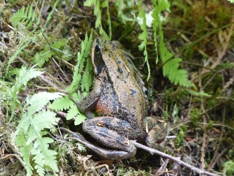 A Red-legged Frog is a common Elwha River species that tends to be viewed on less busy trails near the wetlands where they breed