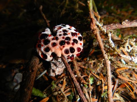 A bleeding Hydnellum mushroom is shown with droplets of red fluid seeping from pores in the cap