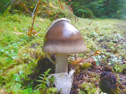 A brown Amanita mushrooms is shown with a ring and other characteristics of this group of poisonous mushrooms