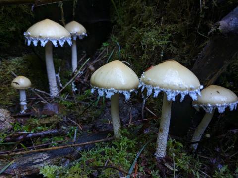 A group of yellow button-top ms=ushrooms with a white frill around the edgle of the cap