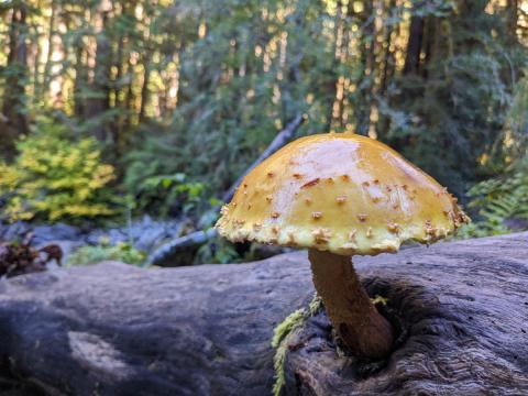Mushroom growing out of a log on the Lover's Lane trail in the Sol Duc RIver Valley