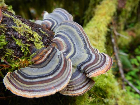 Beatiful colorful polypore type fungi growing out of wood with moss and bark in the background