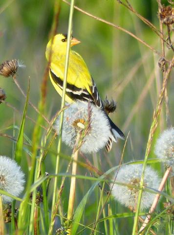 Male American Goldfinch in brilliant yellow perched with round white dandelion seed heads