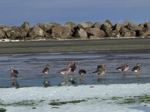 A flock of Greater White-fronted Geese rest and forage at the tip of Ediz Hook during the Port Angeles Christmas Bird Count