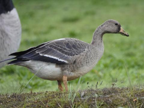  A Juvenile Greater White-fronted Goose grazes the grass next to a significantly larger Canada Goose at the base of the Ediz Hook