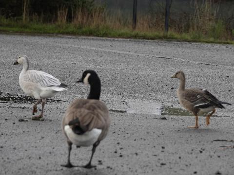 The Greater White-fronted Goose is the smaller goose pictured with the Snow and Canda Goose at the base of Ediz Hook on pavement