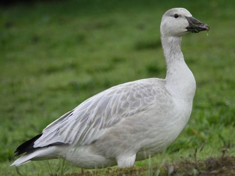 A Snow Goose that is a mostly all dingy white stands in a grass lot at the base of Ediz Hook