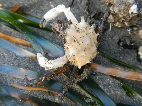 A mostly white crab with long thin parallel horns on the rostrum (nose) in defensive mode and long spidery legs on surfgrass
