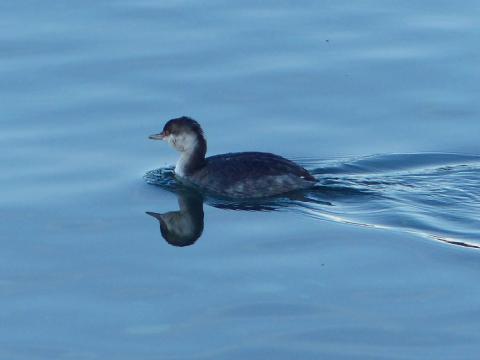 Horned Grebe has a short neck, compact body, red eye, and short yellow bill