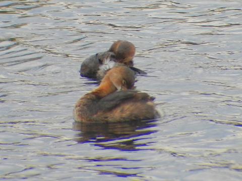 Two Pied-billed Grebes are preening their small compact bodies