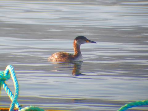 Red-necked Grebe with red neck, compact body, black cap, contrasting white cheek, and long yellow bill