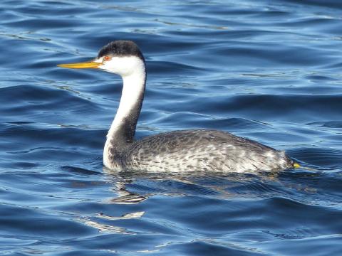 Western Grebe is shown with a thin long yellow bill, long curved-looking neck, red eyes, and speckled back