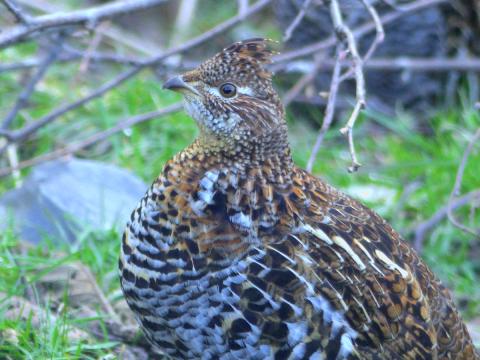 Closeup of a richly patterned rufous-colored Ruffed Grouse showing the crown
