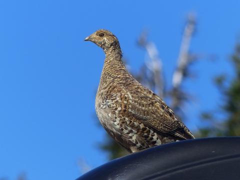 A female grouse stands on top of an RV in the parking lot at Hurricane Ridge watching over and cooing to her offspring down below