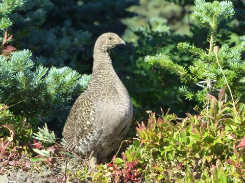 A Sooty Grouse stands up to look around for her offspring that she is traveling with