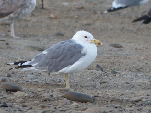 California Gull have black wing tips and is a bit larger than ring-billed gull