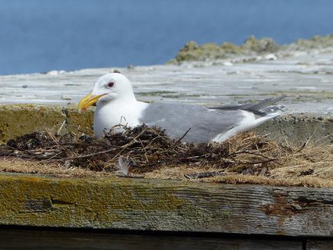 A hybrid Olympic Gull sits on a nest on an old abandoned dock