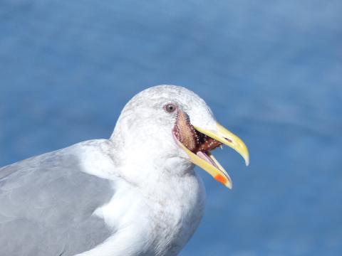 A Glaucous-winged Gull sits with a sea star sticking out of its mouth waiting to digest it whole