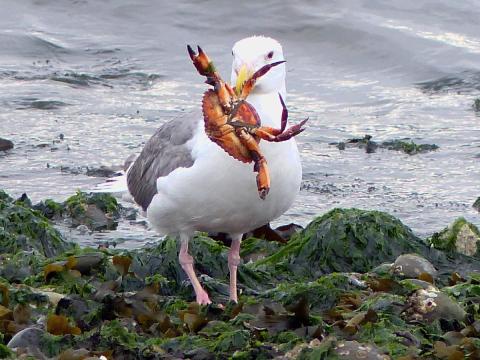 A Glaucous-winged Gull holds a large Red Rock Crab in its bill