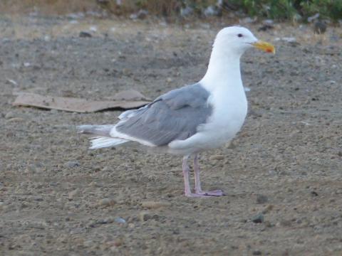 An Olympic Gull is a hybrid Glaucous-winged and Western that shows characteristics of both species
