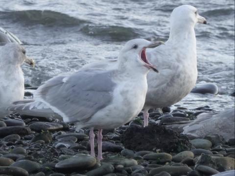A Glaucous-winged Gull yawns as it roosts with other gulls on a rocky shore near the water