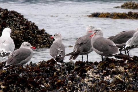 A mixed flock of darker and smaller Heermann's gulls are roosting on mussel-covered rocks