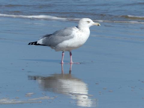 A large pink-legged Herring Gull stands in the sand with waves lapping in the background