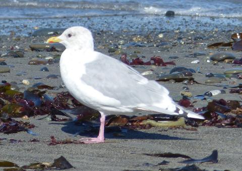 The Iceland Gull (formerly Thayer's Gull) is sitting on a beach littered with seaweed