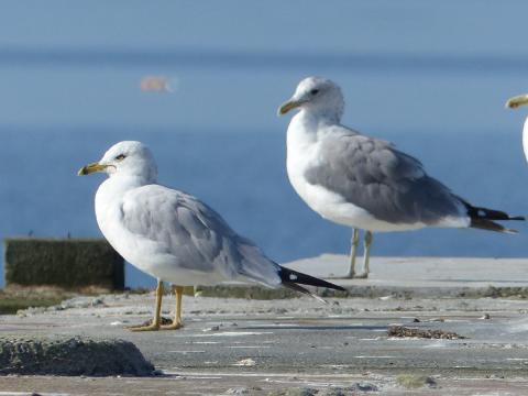 An adult Ring-billed Gull stands in front of a larger California gull on an old dock