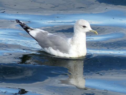 A small Short-billed Gull swims on the water like a wind-up toy, with black wing tips and a small petite yellow bill