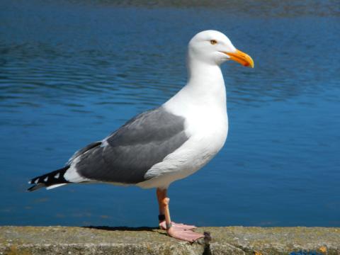 A large pink-legged banded Western Gull stands on a retaining wall with blue water in the background