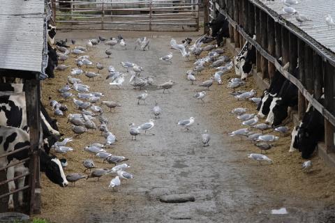 A view of a dairy feeding lot with the cows sticking their heads out of enclosures to feed and gulls feeding inside the enclosure